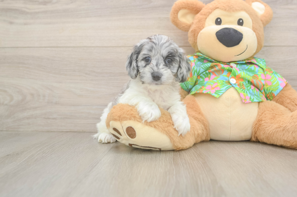 6 week old Cockapoo Puppy For Sale - Lone Star Pups