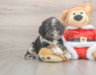 7 week old Cockapoo Puppy For Sale - Lone Star Pups