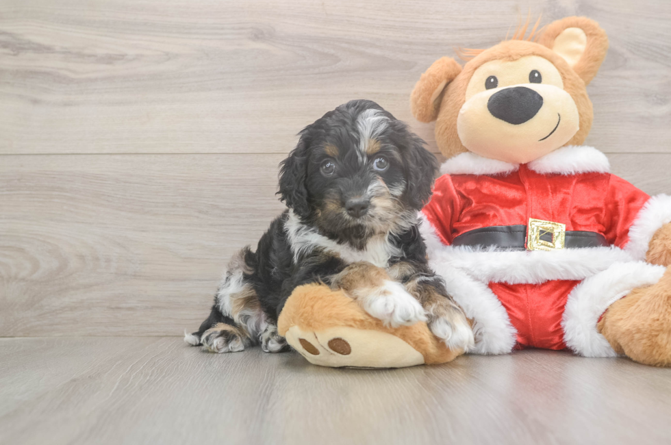 5 week old Cockapoo Puppy For Sale - Lone Star Pups