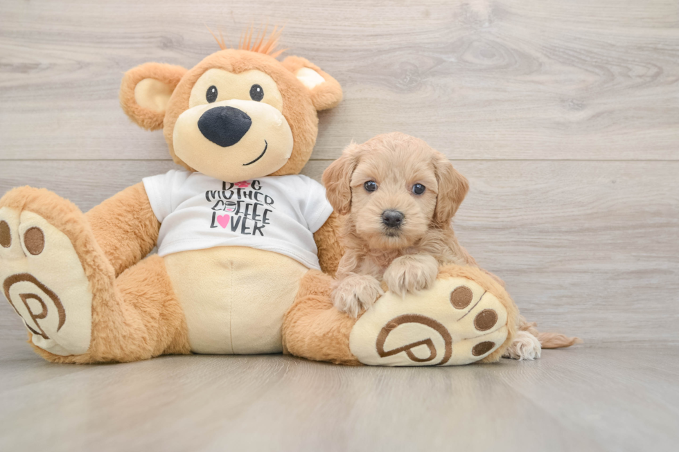Hypoallergenic Cocker Doodle Poodle Mix Puppy