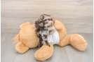 Cockapoo Puppy for Adoption