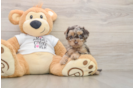 Cockapoo Pup Being Cute