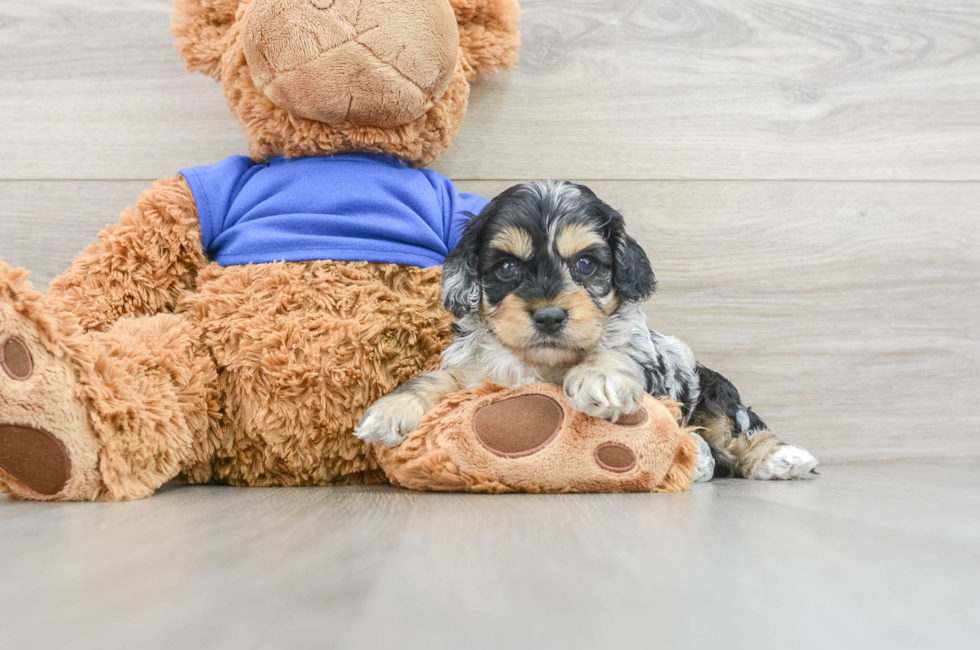 7 week old Cockapoo Puppy For Sale - Lone Star Pups
