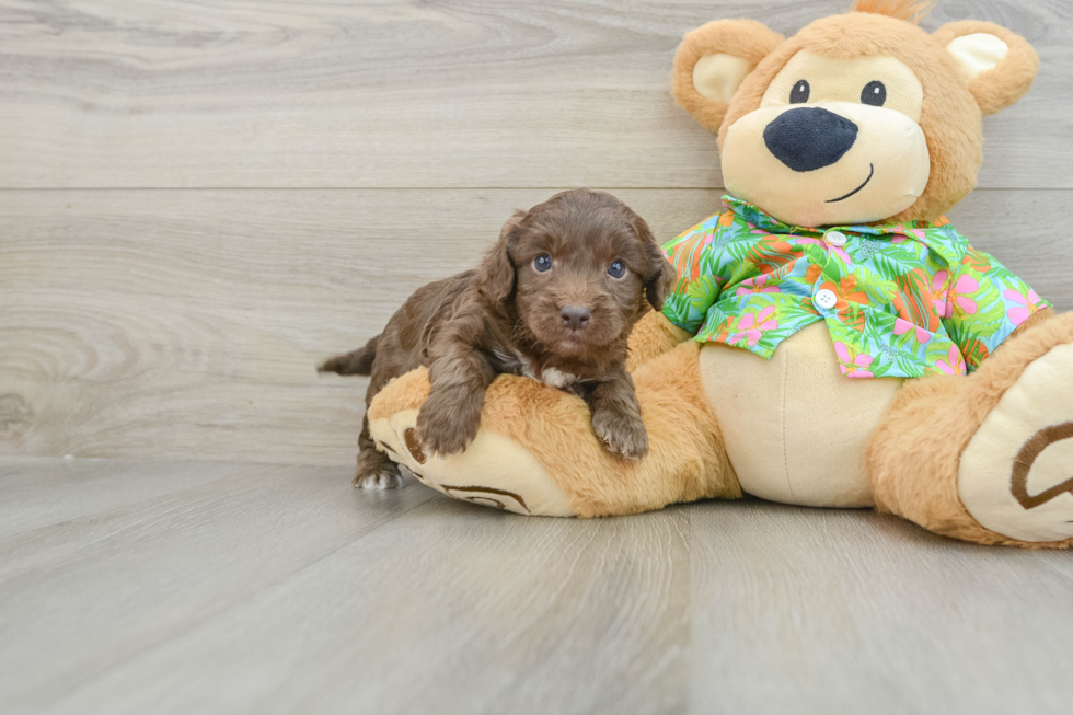 Smart Cockapoo Poodle Mix Pup