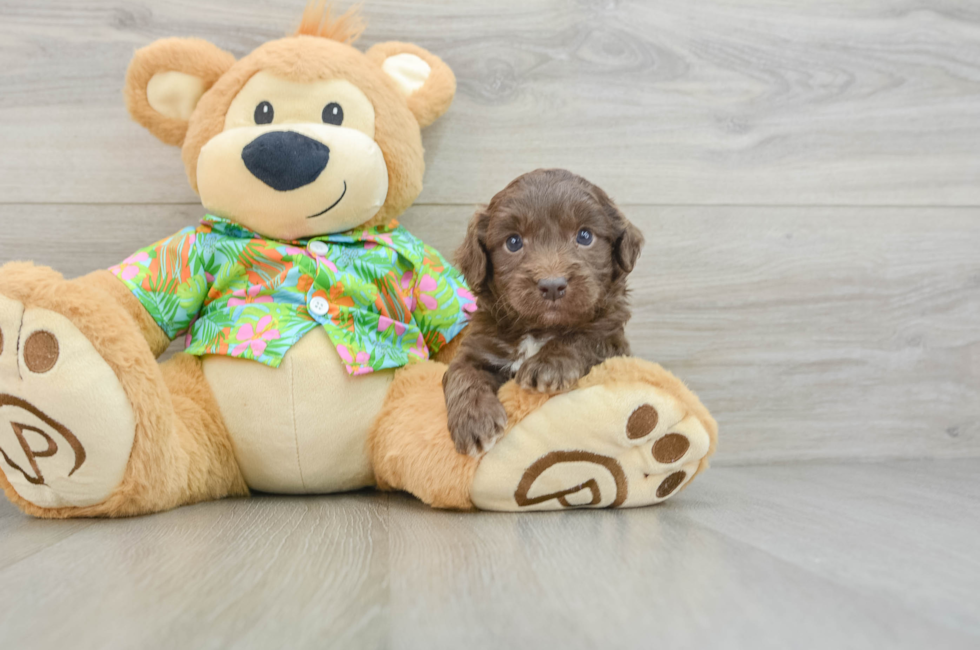 6 week old Cockapoo Puppy For Sale - Lone Star Pups