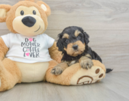 6 week old Cockapoo Puppy For Sale - Lone Star Pups