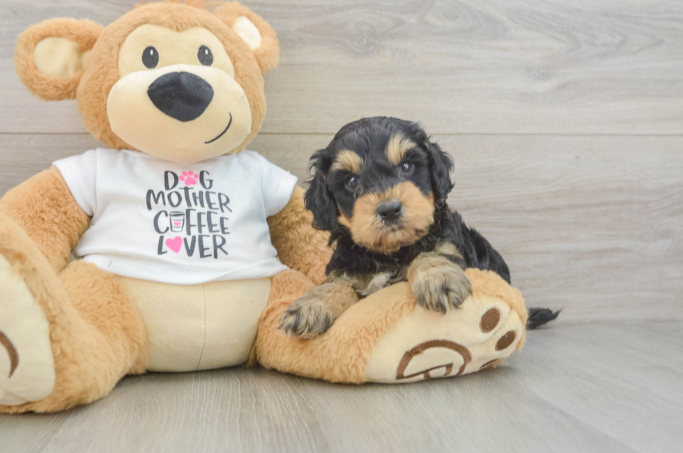 5 week old Cockapoo Puppy For Sale - Lone Star Pups