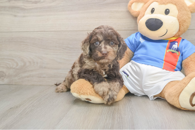 Cute Cockapoo Baby