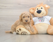 5 week old Cockapoo Puppy For Sale - Lone Star Pups