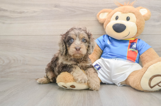 Popular Cockapoo Poodle Mix Pup