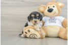 Best Cockapoo Baby