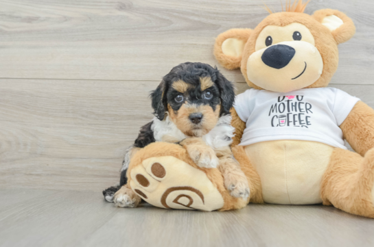 Best Cockapoo Baby