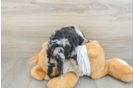 Popular Cockapoo Poodle Mix Pup