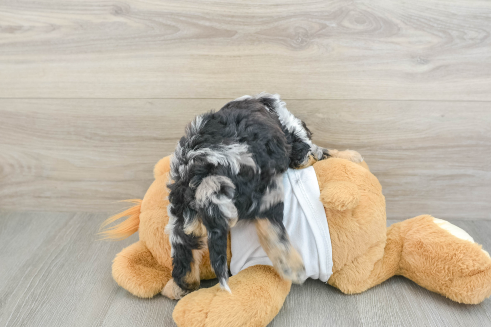 Popular Cockapoo Poodle Mix Pup