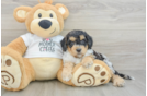 Cockapoo Puppy for Adoption