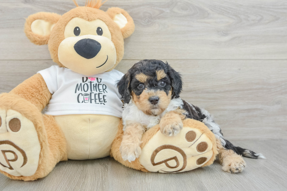 Cockapoo Puppy for Adoption