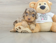7 week old Cockapoo Puppy For Sale - Lone Star Pups