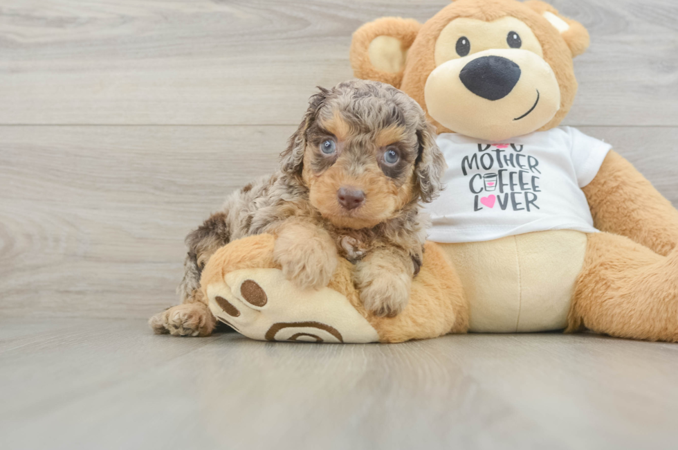 5 week old Cockapoo Puppy For Sale - Lone Star Pups