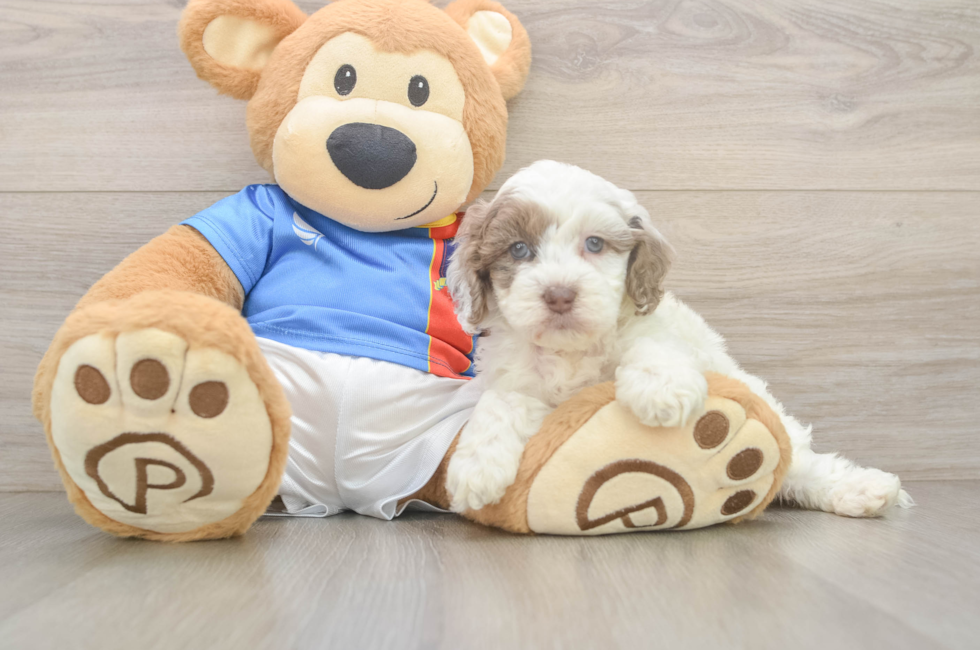 5 week old Cockapoo Puppy For Sale - Lone Star Pups