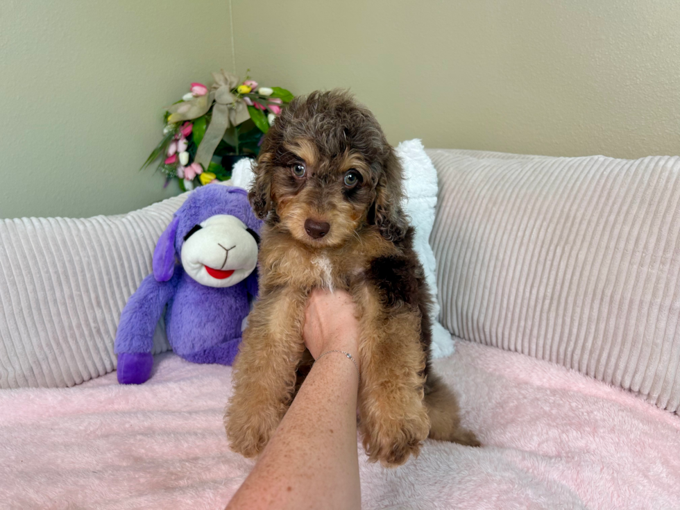 Cute Cockapoo Baby