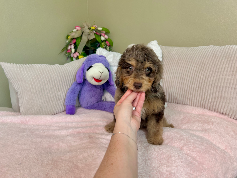 Cute Cockapoo Baby