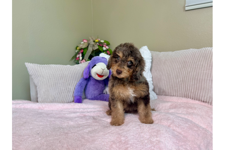 Cute Cockapoo Baby