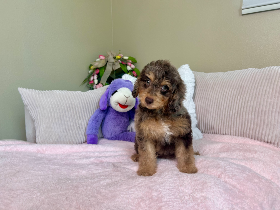 Cute Cockapoo Baby