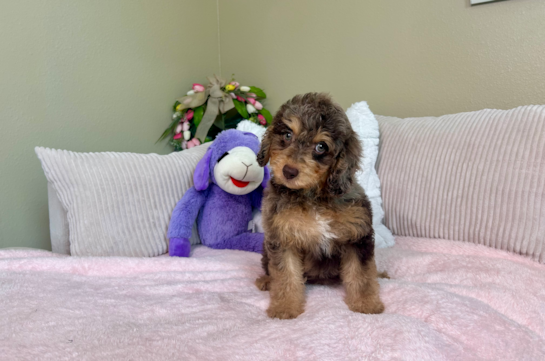 Cute Cockapoo Baby