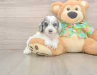 7 week old Cockapoo Puppy For Sale - Lone Star Pups