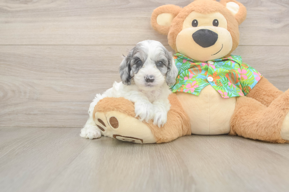 6 week old Cockapoo Puppy For Sale - Lone Star Pups