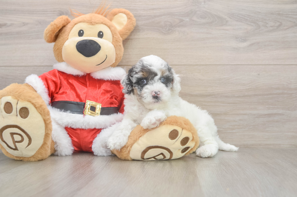 5 week old Cockapoo Puppy For Sale - Lone Star Pups