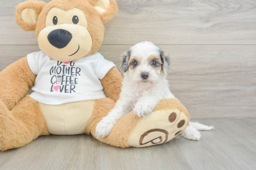 5 week old Cockapoo Puppy For Sale - Lone Star Pups