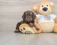 8 week old Cockapoo Puppy For Sale - Lone Star Pups