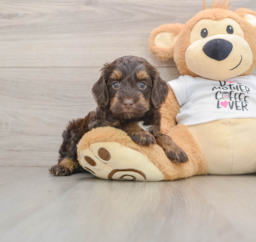 8 week old Cockapoo Puppy For Sale - Lone Star Pups