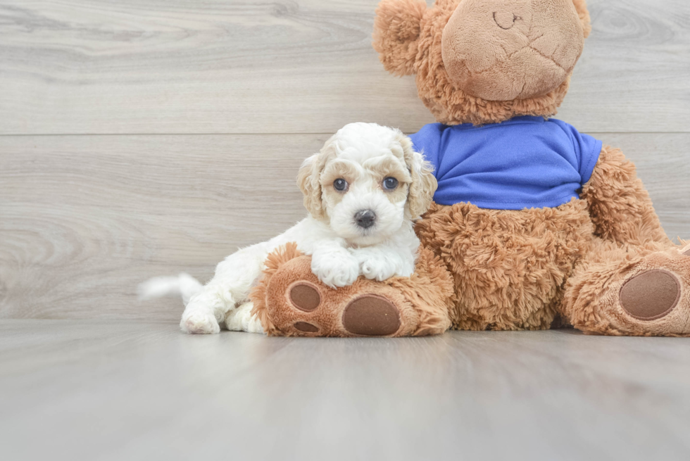 Best Cockapoo Baby