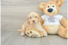 Cockapoo Puppy for Adoption