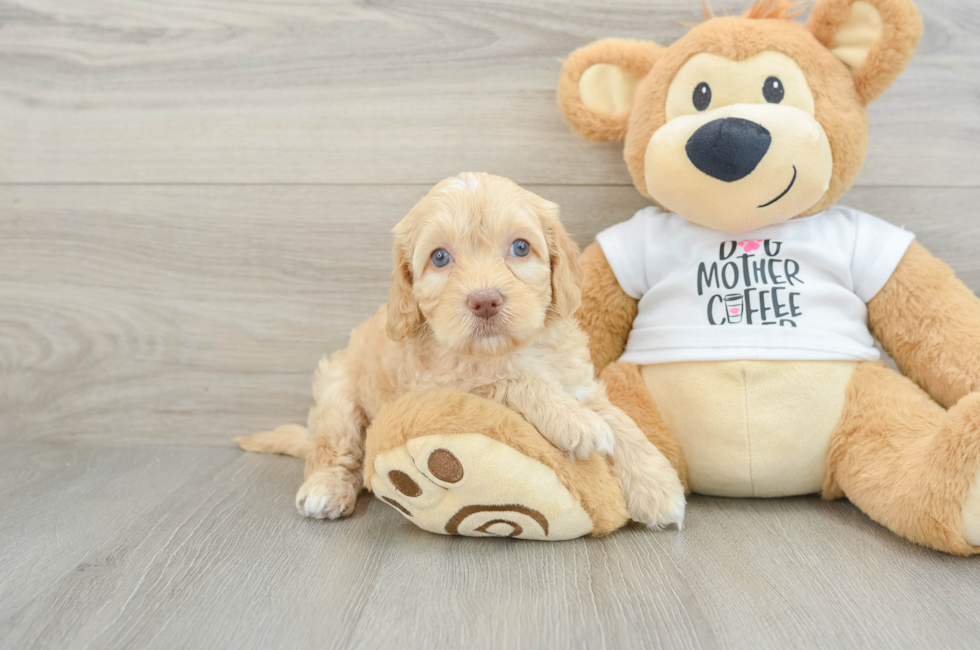 5 week old Cockapoo Puppy For Sale - Lone Star Pups