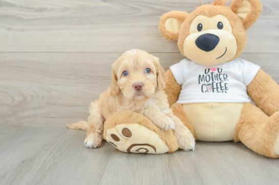 Cockapoo Puppy for Adoption
