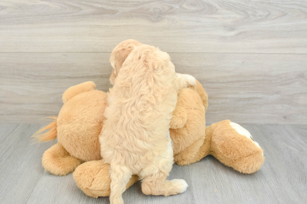 Hypoallergenic Cocker Doodle Poodle Mix Puppy
