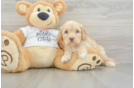 Cockapoo Pup Being Cute