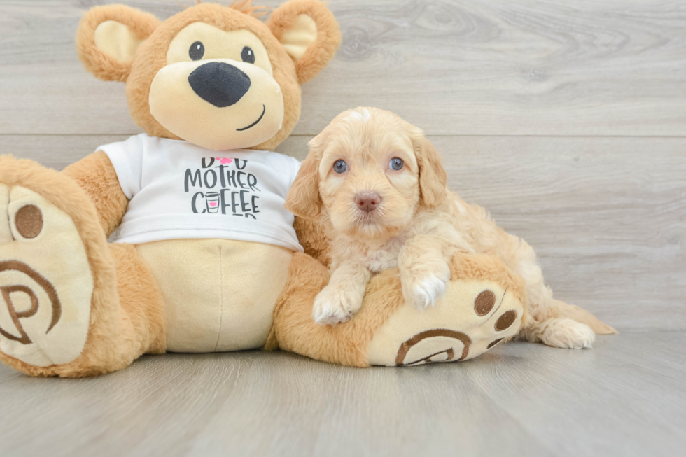 Cockapoo Pup Being Cute