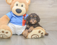 7 week old Cockapoo Puppy For Sale - Lone Star Pups