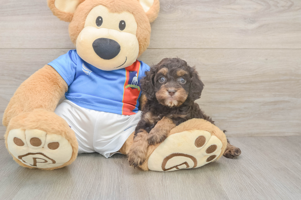 5 week old Cockapoo Puppy For Sale - Lone Star Pups