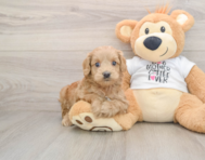 6 week old Cockapoo Puppy For Sale - Lone Star Pups