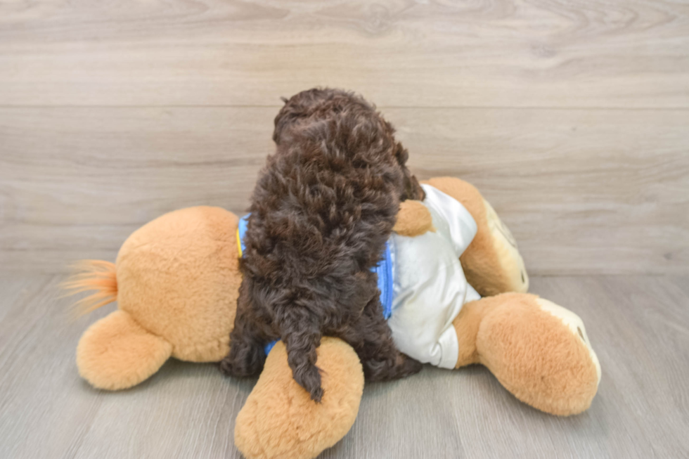 Sweet Cockapoo Baby
