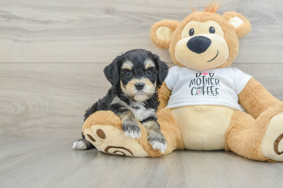 5 week old Cockapoo Puppy For Sale - Lone Star Pups