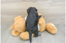 Cockapoo Puppy for Adoption