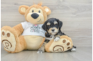 Cockapoo Puppy for Adoption