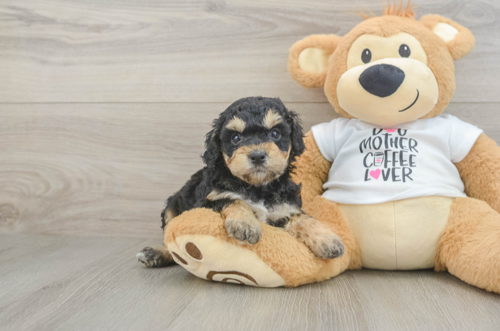 5 week old Cockapoo Puppy For Sale - Lone Star Pups