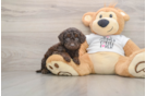 Cockapoo Pup Being Cute